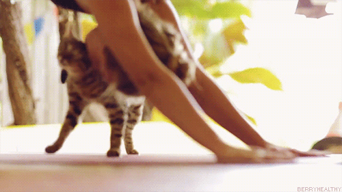 yoga-cat