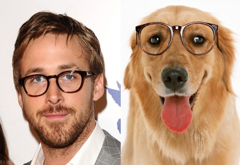 Az amerikai GQ egyszer még összeállítást is közölt arról, melyik kutyához hasonlít legjobban Ryan Gosling. For real.